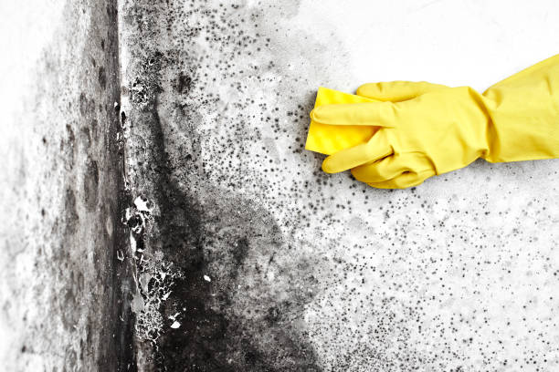Mold Odor Removal Services in Farwell, TX