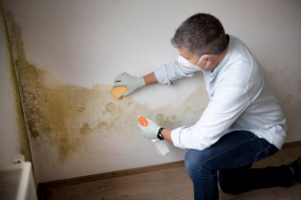 Best Asbestos and Lead Testing During Mold Inspection  in Farwell, TX