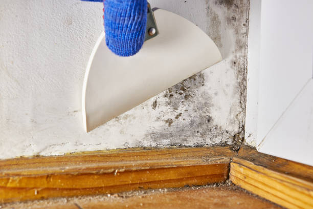 Best Mold Prevention Services  in Farwell, TX