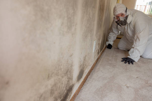 Professional Mold Removal in Farwell, TX